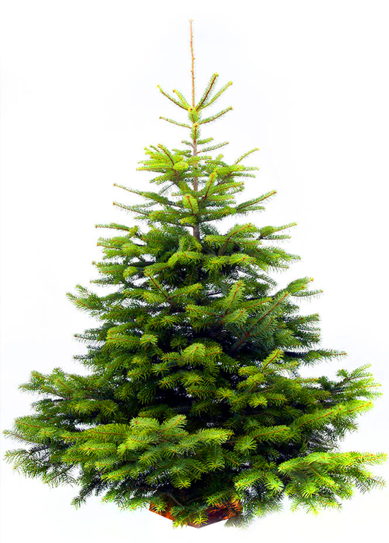Vrai Sapin de France Nordmann