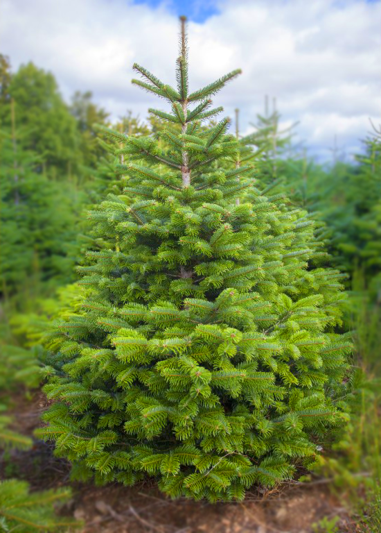 Vrai Sapin de France Nordmann